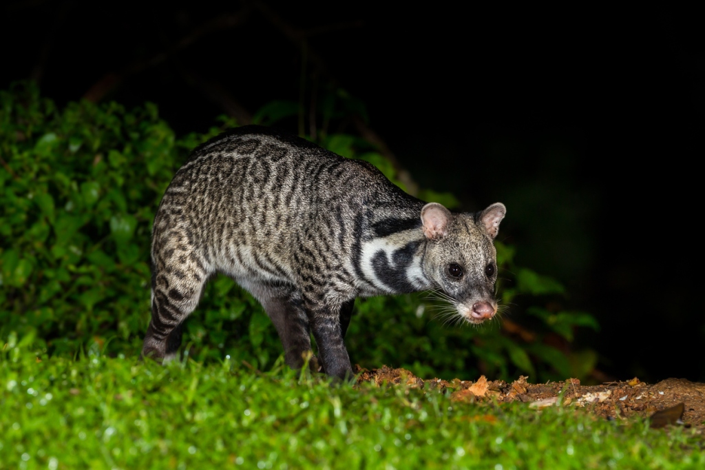 The Large Indian Civet  Gets a Bum Deal Coffee and Creatures